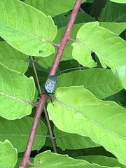 Lycorma delicatula