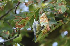 Cyanistes caeruleus