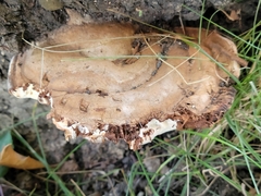Ganoderma applanatum