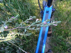 Ononis spinosa procurrens