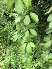 Neoalsomitra clavigera