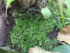 Apopellia endiviifolia