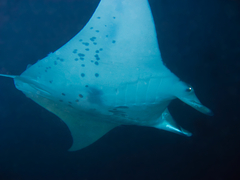 Mobula alfredi