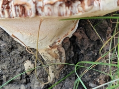Ganoderma applanatum