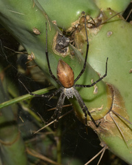 Euprosthenops australis