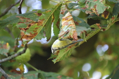 Cyanistes caeruleus