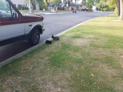 Oryctolagus cuniculus domesticus