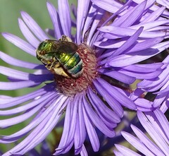 Agapostemon