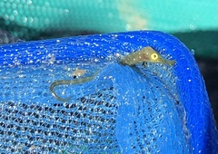 Hippocampus abdominalis
