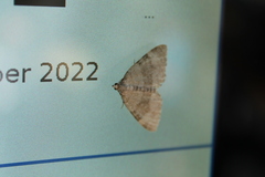 Larentiinae