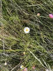 Erigeron karvinskianus