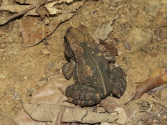 Incilius aucoinae