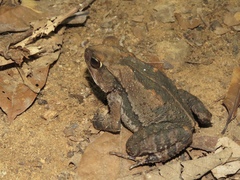 Incilius aucoinae