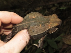 Incilius aucoinae