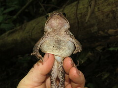 Incilius aucoinae