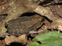 Incilius aucoinae
