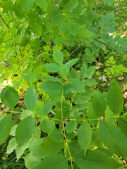 Fraxinus pennsylvanica