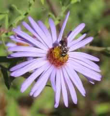 Ceratina