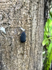 Acraephia perspicillata