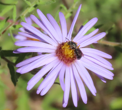 Ceratina