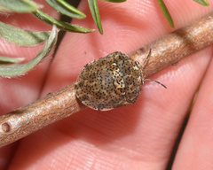 Sphaerocoris testudogrisea