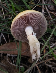 Stropharia coronilla