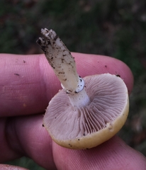 Stropharia coronilla