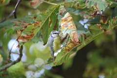 Cyanistes caeruleus