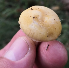 Stropharia coronilla