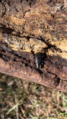 Alobates pensylvanicus