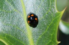 Exochomus quadripustulatus