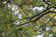 Parus major