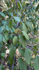 Prunus mexicana