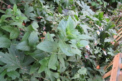 Mentha longifolia