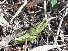 Campylacantha olivacea