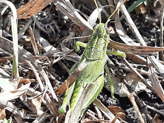 Campylacantha olivacea