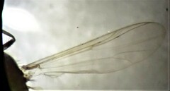 Chironomoidea