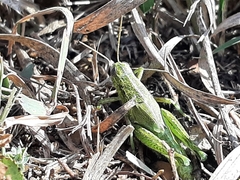 Campylacantha olivacea