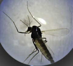 Chironomoidea