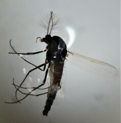 Chironomoidea