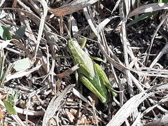 Campylacantha olivacea