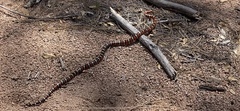 Lampropeltis pyromelana