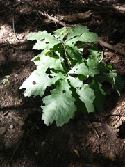 Quercus macrocarpa