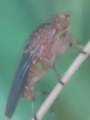 Suillia