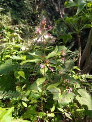 Lopezia racemosa