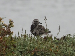 Pluvialis squatarola