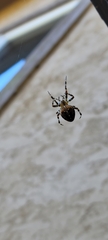 Araneus diadematus