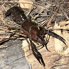 Procambarus