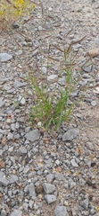 Bouteloua barbata