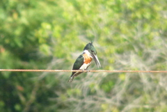 Chloroceryle amazona